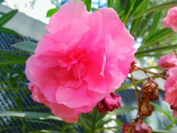 Close-up of pink flowers