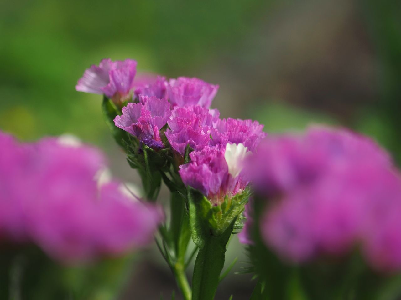 CLOSE-UP OF PINK FLOWER