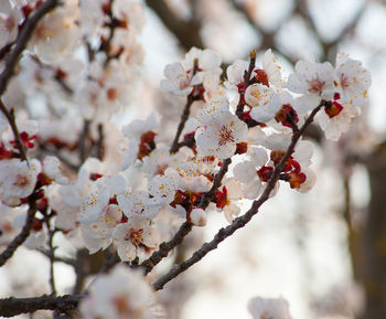 Close-up of cherry blossom