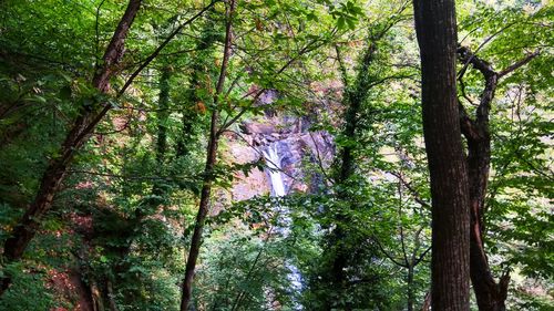 Low angle view of trees in forest