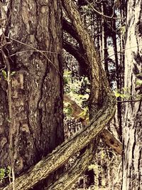 Close-up of trees in forest