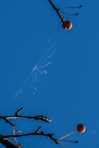 Low angle view of hot air balloons against blue sky