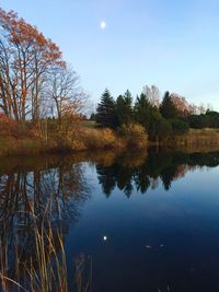 Reflection of trees in calm lake