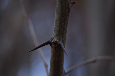 Close-up of leaf