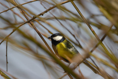 Close-up of bird perching on branch