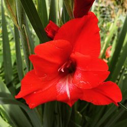 Close-up of red hibiscus blooming outdoors