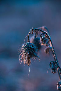 Close-up of wilted plant