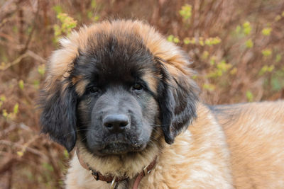 Close-up portrait of dog