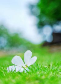 Close-up of white flowering plant on field