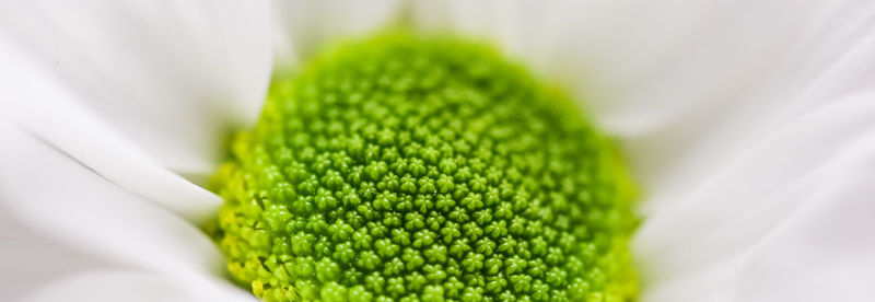 Close-up of fresh white flower