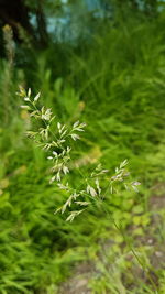 Close-up of fresh green plant