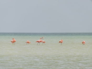 View of birds in sea against sky