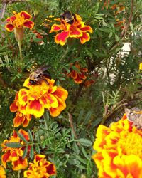 High angle view of marigold flowers on field