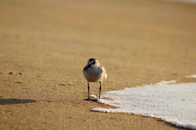 Close-up of bird perching on sand at beach