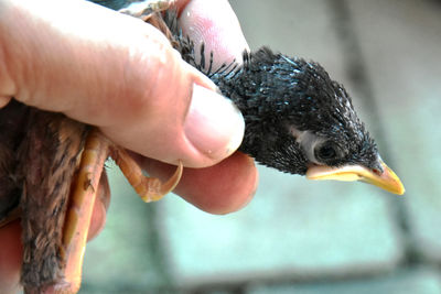 Close-up of a hand holding a bird