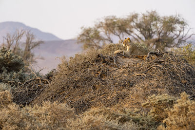 A young desert lion stands on top of a mound