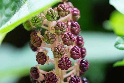 Close-up of flowering plant