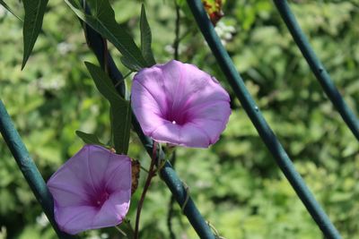 Close-up of pink flower