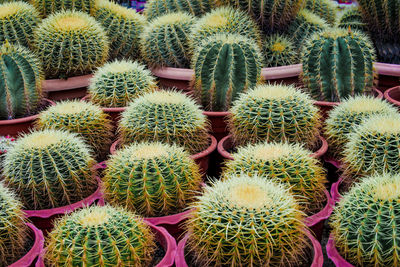 Full frame shot of succulent plants for sale