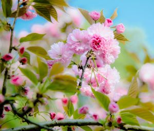 Close-up of bee on pink flowers