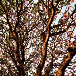 Low angle view of trees