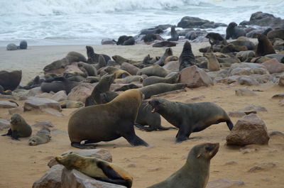 High angle view of sea lion on beach