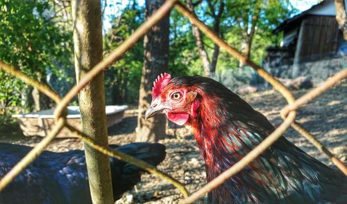 Rooster in cage