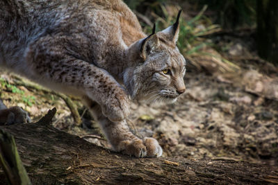 Cat in forest