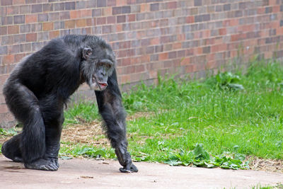 Chimpanzee walking at chester zoo