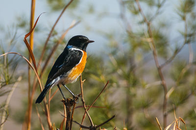 Close-up of bird perching on a branch