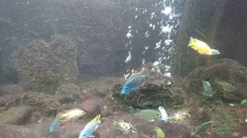 High angle view of fish swimming in sea