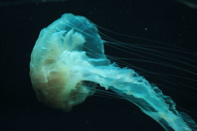 Close-up of jellyfish in sea