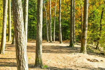 Pine trees in forest