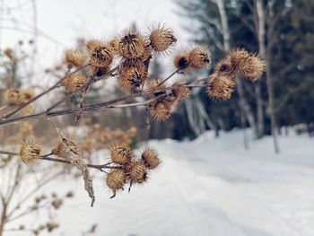 Close-up of dry plant on snow covered field