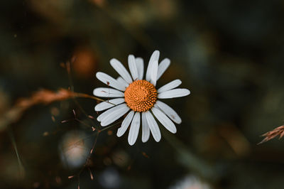 Close-up of white daisy flower