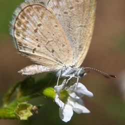 Close-up of butterfly pollinating flower