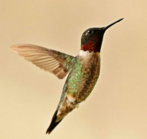 Close-up of bird flying