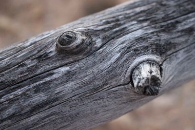 Close-up of tree branch