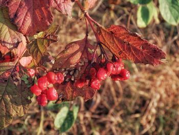 Close-up of red flowers on plant during autumn