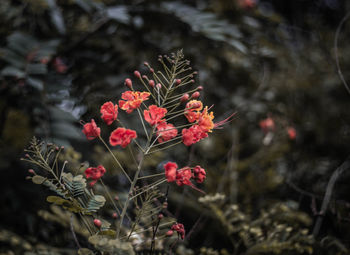 Close-up of red flowering plant