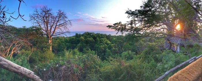 Scenic view of forest against sky during sunset