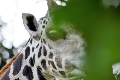 Close-up of giraffe