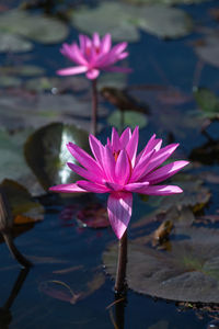 Close-up of water lily in lake