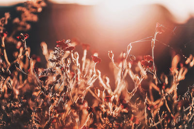 Close-up of plants on field