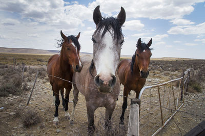 Horses standing on field against sky