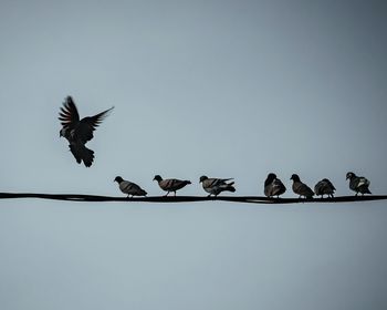 Low angle view of birds flying in sky