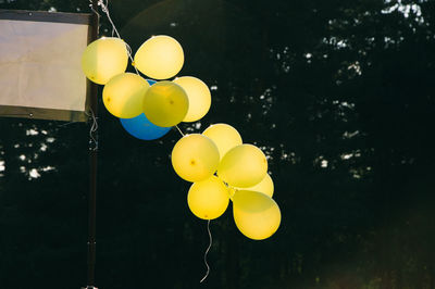 Low angle view of balloons hanging on tree