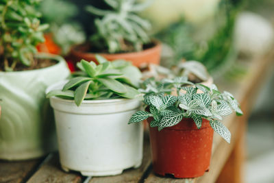 Close-up of plant on table