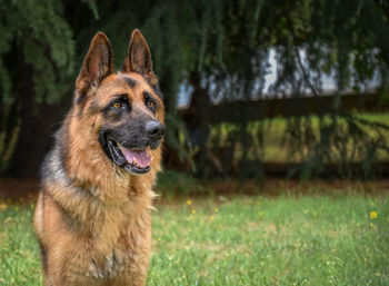 Portrait of a dog on field