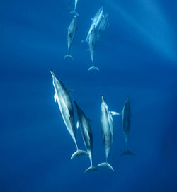 Fish swimming in sea